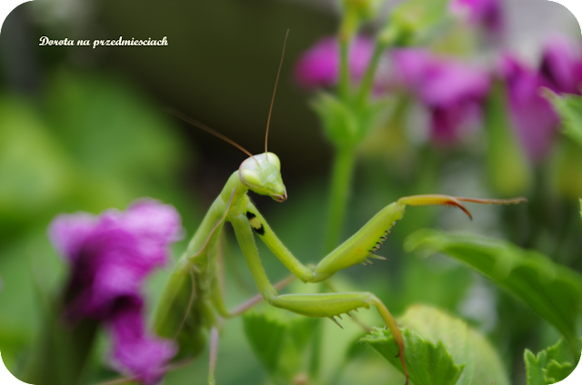 Wiedeń z dziećmi, zwiedzanie Wiednia, atrakcje Wiednia