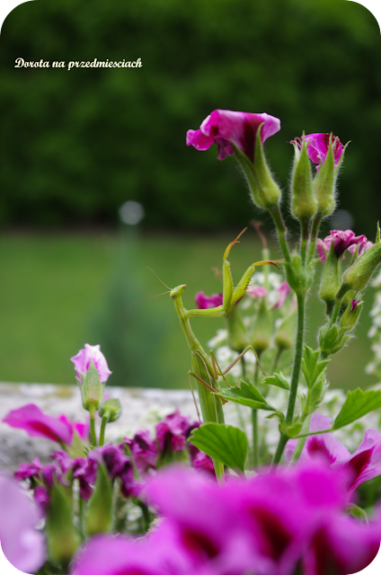 Wiedeń z dziećmi, zwiedzanie Wiednia, atrakcje Wiednia