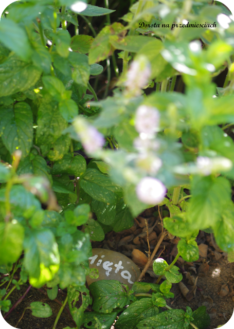 Ogródejk ziołowy, suszenie ziół, wianek z ziół zioła w kuchni