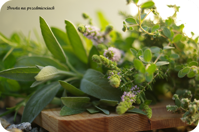 Ogródejk ziołowy, suszenie ziół, wianek z ziół zioła w kuchni