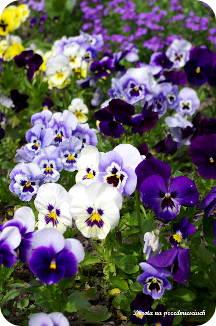 wiosna w ogrodzie spring in the garden flower kwiaty maj may