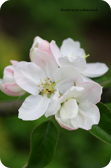 wiosna w ogrodzie spring in the garden flower kwiaty maj may