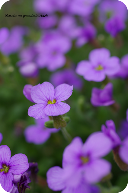 wiosna w ogrodzie spring in the garden flower kwiaty maj may