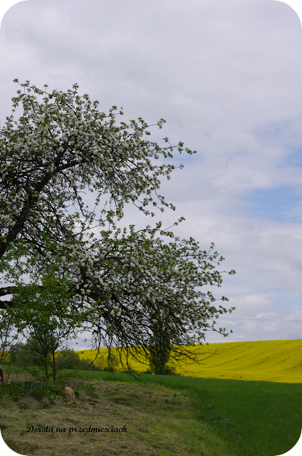 wiosna w ogrodzie spring in the garden flower kwiaty maj may