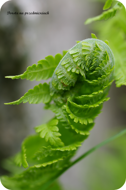 wiosna w ogrodzie spring in the garden flower kwiaty maj may
