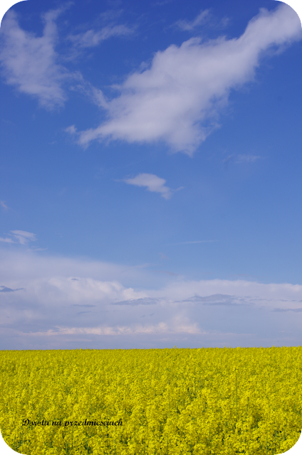wiosna w ogrodzie spring in the garden flower kwiaty maj may