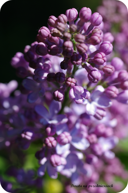 wiosna w ogrodzie spring in the garden flower kwiaty maj may