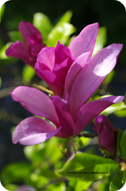 wiosna w ogrodzie spring in the garden flower kwiaty maj may